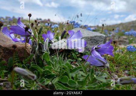 Centaury (Gentiana dshimilensis or Gentianella caucasea) on Alpine meadows of Caucasus. In background are mountain slopes with snow limit. 3000 m A.S. Stock Photo