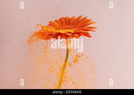 Flower with orange powder on pink background. Explosion cloud. Colorful dust explode. Power energy. Stock Photo