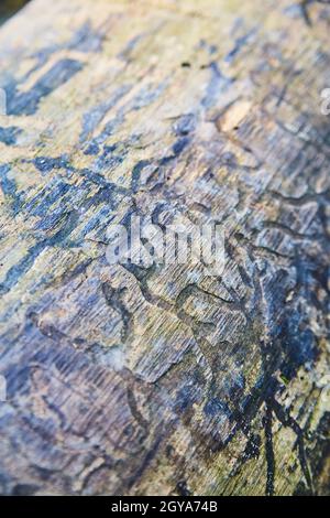 Carvings from bugs on an old decayed log or piece of wood Stock Photo