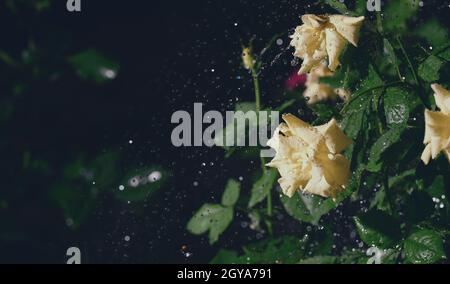yellow roses in the garden in the rain, drops are falling down Stock Photo