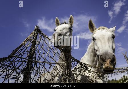 Detail of farm animals, horse riding and sport with horses Stock Photo