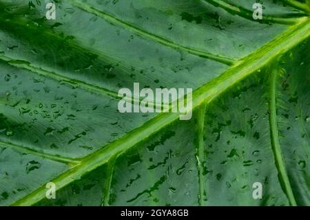 Close up Rain drops on Green Tree leaves. Water Raindrops on green plants leaf. Abstract texture pattern. Nature background. Beautiful Summer Monsoon Stock Photo