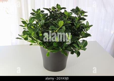 A gardenia houseplant on a white table and background Stock Photo - Alamy