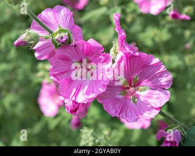 Closeup of beautiful pink tree mallow flowers, Malva thuringiaca Stock Photo