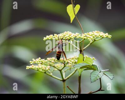 Closeup shot of a Japanese giant hornet hanging from a small bushkiller vine flower Stock Photo