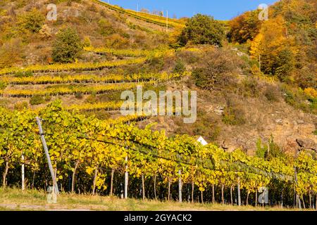 wine region Wachau at wine harvest time in Austria Stock Photo