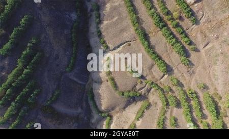 Aerial shot Flying very low over trees and scrub in the wilderness. Shot. Aerial view flying over desert at sunrise as the trees cast their shadows ac Stock Photo