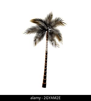 Palm tree isolated on white background Stock Photo - Alamy