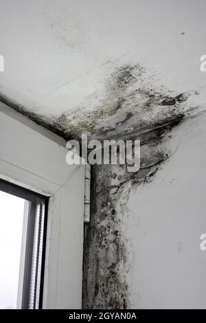 Mold near the windows, fungus on the walls of the house. Metal-plastic windows are not properly installed Stock Photo