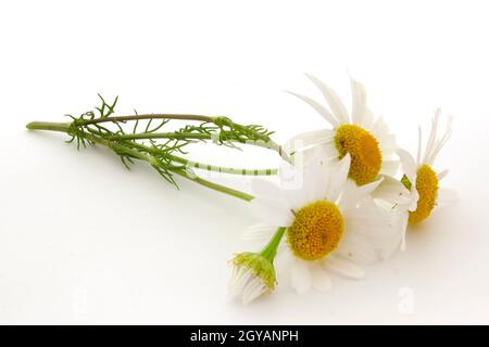 Chamomiles, wildflowers on a white background Stock Photo