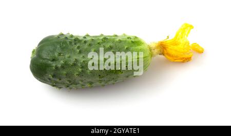 Cucumber with yellow flower on a white background. Stock Photo