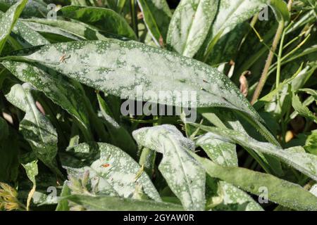 Spotted leaves of narrow leaved lungwort, Pulmonaria longifolia variety cevennensis, in close up with a background of blurred leaves. Stock Photo