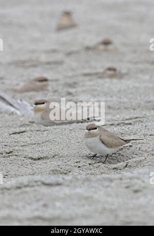 Little Pratincole (Glareola lactea) adults at rest on sandbank Nameri, Assam, India             January Stock Photo
