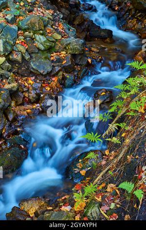 Blue and white smooth flowing water over rocks with vibrant green leaves growing on an old vine on rocks nearby Stock Photo