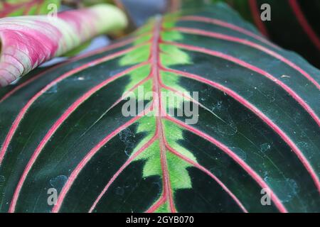 Macro view of the veins on a leaf of the herringbone plant. Stock Photo