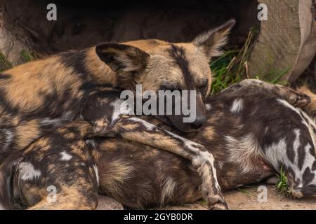 Hyena dog lying in hot summer day on dirty brown ground Stock Photo