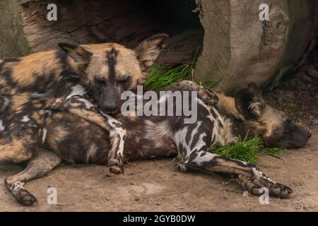 Hyena dog lying in hot summer day on dirty brown ground Stock Photo