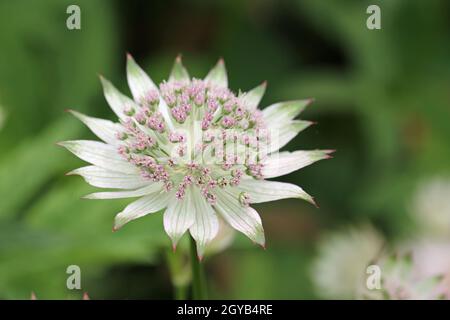 Pale pink and green masterwort, Astrantia major variety Buckland, flower in close up with a background of blurred leaves and flowers.