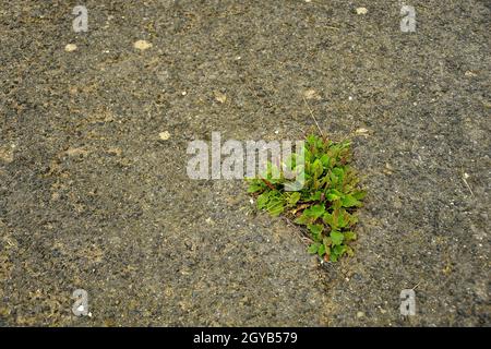 street with growing plants out of the concrete Stock Photo