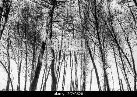 Maritime pines in the Liencres Dunes Natural Park in Cantabria, northern Spain Stock Photo