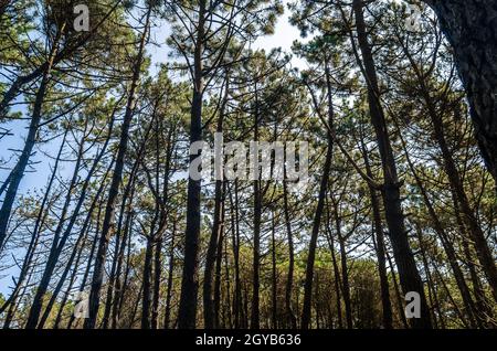 Maritime pines in the Liencres Dunes Natural Park in Cantabria, northern Spain Stock Photo