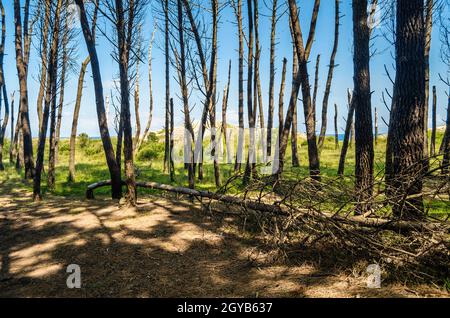 Maritime pines in the Liencres Dunes Natural Park in Cantabria, northern Spain Stock Photo