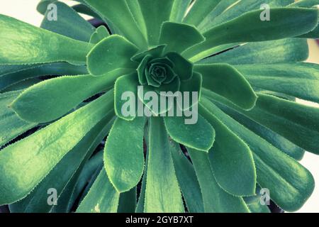 Close-up view of Aeonium Canariense rosette of green leaves. Succulent plants of Aeonium Arboreum Stock Photo
