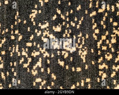 Fabric texture of leopard flowers with place for text. Background image. Stock Photo