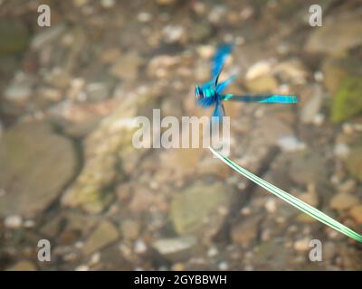 Blue damsel in motion blur at the start from grass Stock Photo