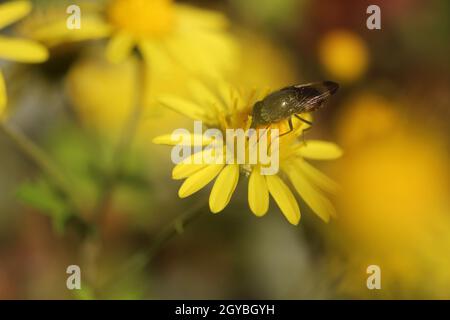 Hoverfly on yellow Calendula arvensis, daisy, field marigold. Hoverfly Eristalis on Calendula marigold plant macro view. Stock Photo