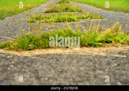 street with growing plants out of the concrete Stock Photo