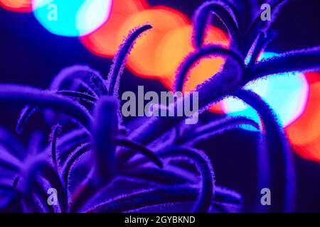 Fuzzy plant in a purple light with circles of light behind it Stock Photo