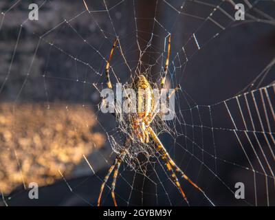 The spider sits on a web in the sunlight. The World Wide Web. Animal world. Spider paws. Wild nature. Background image. Place for your text. Stock Photo