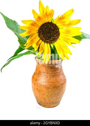 Sunflower flower in a clay jug on a white background. Yellow sunflower flower. Ceramic vase. Earthenware. Kitchen ceramics. Background image. Place fo Stock Photo