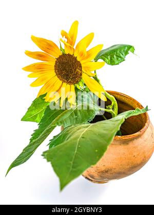 Sunflower flower in a clay jug on a white background. Yellow sunflower flower. Ceramic vase. Earthenware. Kitchen ceramics. Background image. Place fo Stock Photo
