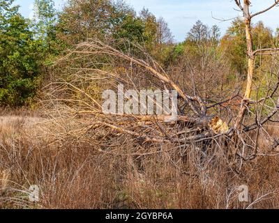 A pine tree broken by a hurricane lies on the grass. Dry wood. Deciduous trees. Green meadow. Pine forest. Aftermath of the storm. Background image. S Stock Photo