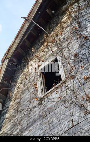 Decaying old and abandoned barn with dead ivy growing up the planks on the side of the building Stock Photo