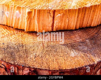 Pine Tree Struct The texture of a transverse crack in a cut of pine wood. Chopped tree ...