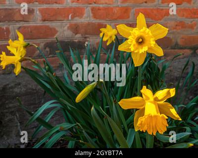 Blooming flowers of yellow daffodils with green leaves. Blooming flowers. Yellow daffodil. Plant petal. Garden floriculture. Brick wall. Red brick. Sp Stock Photo