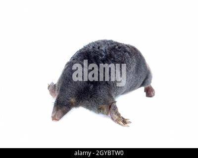 Animal Earthen Mole On A White Background Animal Talpidae Dig An Underground Passage Family Of Mammals Insectivorous Mole Environmental Protectio Stock Photo Alamy