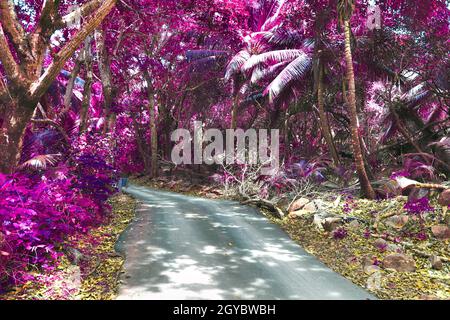 Beautiful pink and purple infrared shots of palm trees on the Seychelles Stock Photo