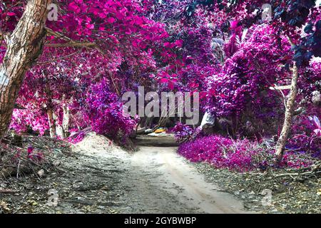 Beautiful pink and purple infrared shots of palm trees on the Seychelles Stock Photo