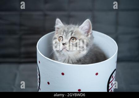 Funny gray Scottish Straight kitten plays jumping and looks out of gift box with heart on sofa at home. Funny baby cat tabby indulges with gift packag Stock Photo