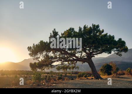 Single pine tree in the evening Stock Photo