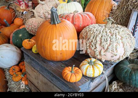 A variety of pumpkins on the old wooden table Stock Photo