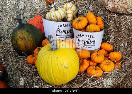 Farm fresh mini pumpkins in white buckets Stock Photo