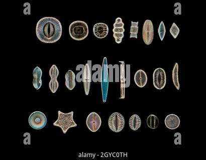 Diatom biodiversity, darkfield photomicrograph Stock Photo