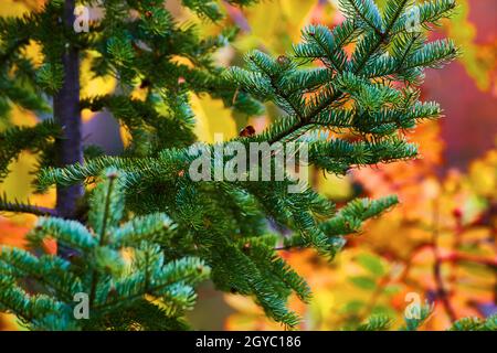 Close up macro shot of pine tree needles on a blurry pine tree with fall colors behind it Stock Photo