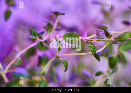 Small green leaves on a purple like stem that fade into a purple background Stock Photo