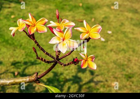 Plumeria flowers are so beautiful that popular in Thailand. Stock Photo